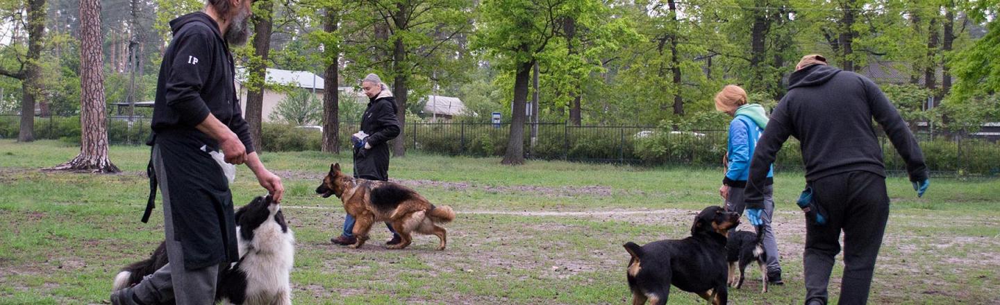 Групові заняття з собакою. Професійний кінолог. Буча Ірпінь Гостомель