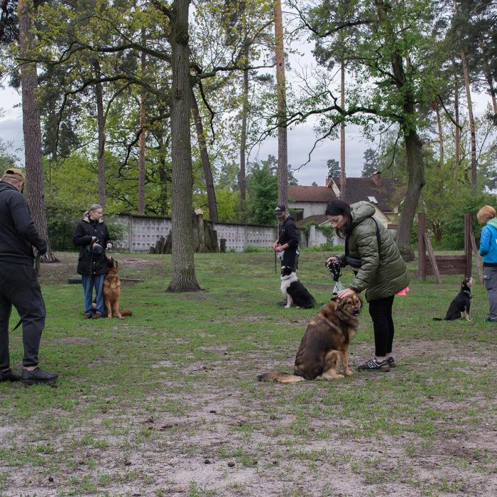 Групові заняття з собакою. Професійний кінолог. Буча Ірпінь Гостомель