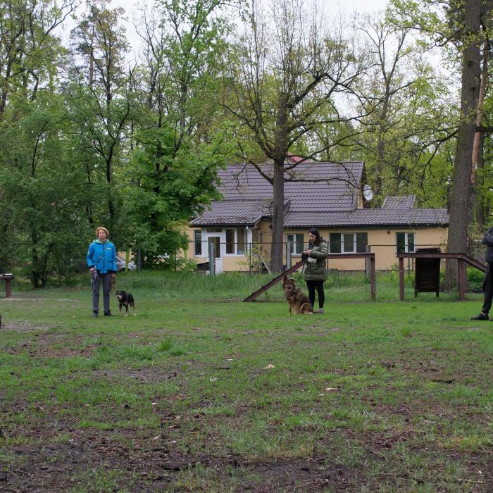 Групові заняття з собакою. Професійний кінолог. Буча Ірпінь Гостомель